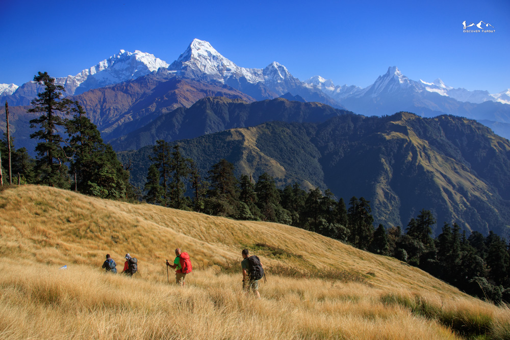Ferns beside the pilgrim trail