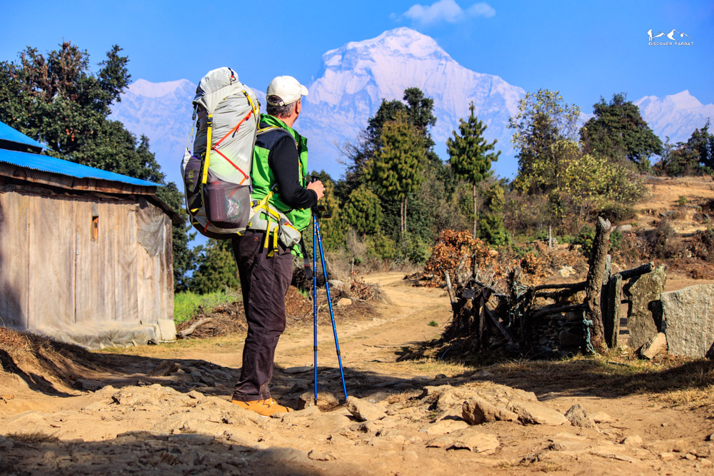 Mossy stones in the old forest