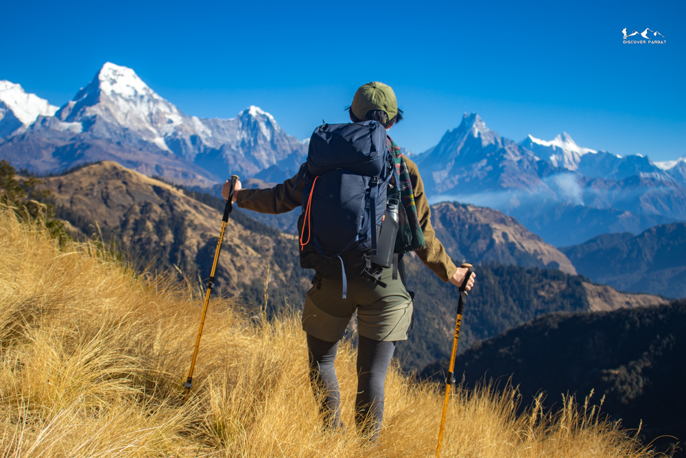 Mossy stones in the old forest