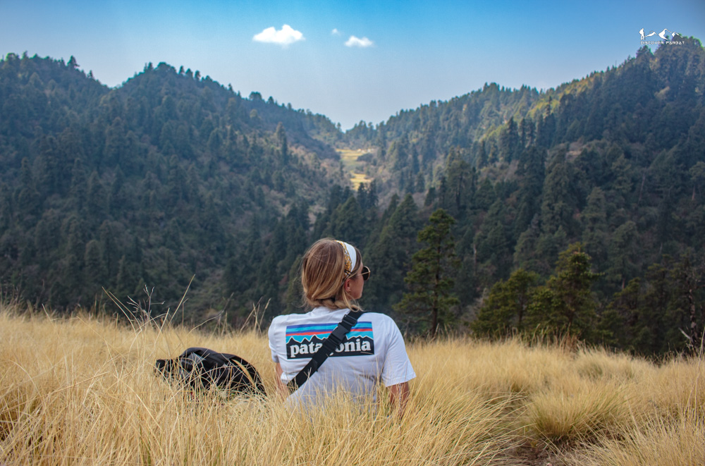 Mossy stones in the old forest