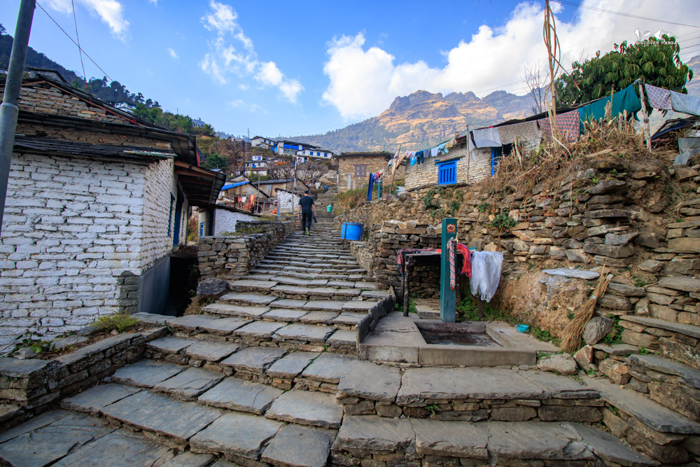 Mossy stones in the old forest