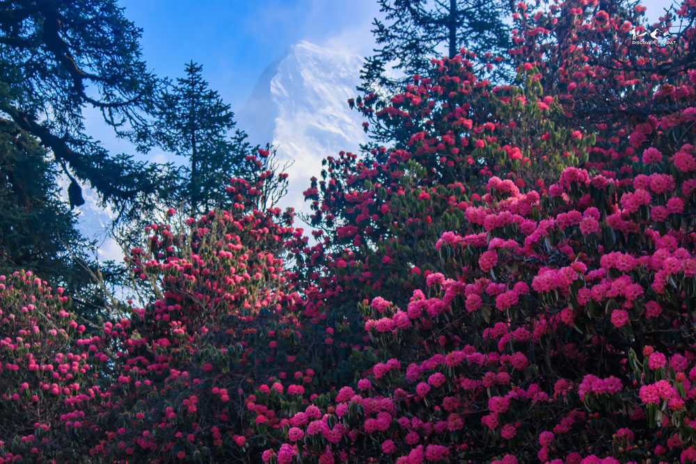 Annapurna views trekking